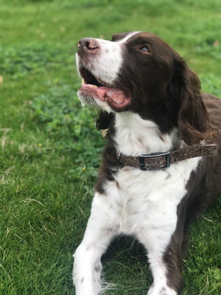 dog